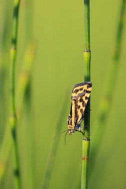 Closeup of a spotted sulphur, acontia trabealis, moth resting in a meadow clipart