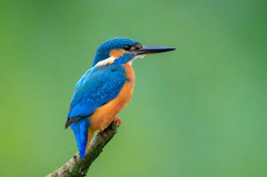 Kingfisher, Alcedo 'ya yakın çekim. Baharın erken saatlerinde gün ışığında bir dalın üzerine tünemiş yiyecek ve balık avlıyordu. Arkaplan yeşil, seçici odak kullanılır.