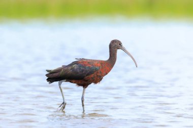 Glossy Ibis, Plegadis Falcinellus 'a yakın, suda tüy arayan balıkçı kuşu.