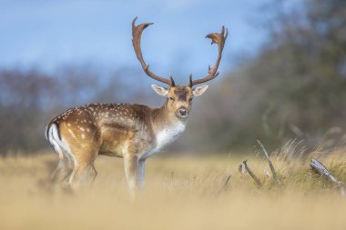 Çiftleşme mevsiminde büyük boynuzları olan Fallow deer Dama Dama erkek geyiği. Sonbahar güneşi ve doğa renkleri arka planda açıkça görülebilir..
