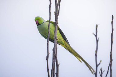 Closeup of a Rose-ringed parakeet, Psittacula krameri, also known as the ring-necked parakeet.