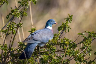 Bahar sezonunda bir ağaçta tünemiş bir ahşap güvercin, Columba palumbus, yakın çekim