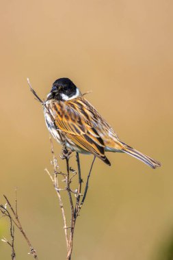 Closeup of a common reed bunting male bird, Emberiza schoeniclus, singing during Spring season clipart