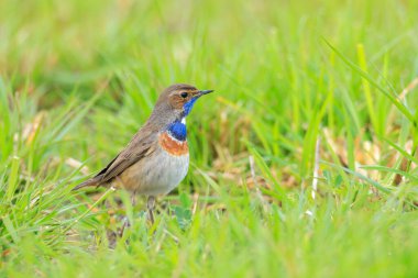 Mavi boğazlı bir kuş, Luscinia svecica siyanecula, erkek, bahar mevsiminde böcek aramak için çim arıyor.