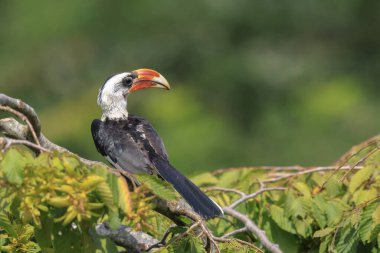 Von Der Decken 'in boynuz gagasının yakın çekimi, Tockus Deckeni, ormandaki kuş tünemesi