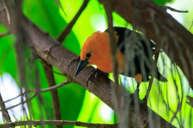 Closeup of a Scarlet-headed blackbird, Amblyramphus holosericeus, perched in a rainforest. clipart