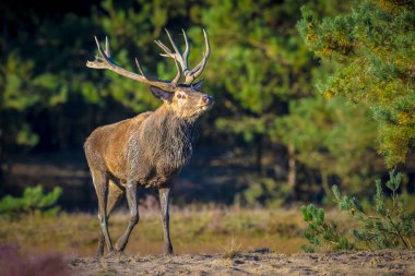 Kızıl geyik erkek, servus elaphus, çiftleşme mevsiminde mor fundaların açtığı ormanın yakınındaki bir tarlada çiftleşiyor..