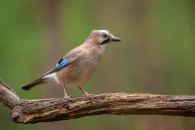 Avrasyalı bir Jay Garrulus Glandarius 'un ormanda yiyecek arayan böceklere yakın çekimi..