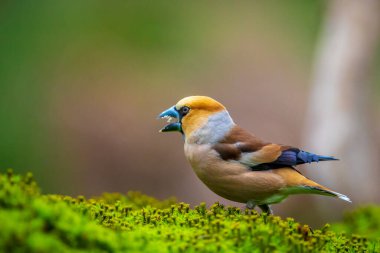 Erkek bir ispinozun yaklaşması Coccothraustes coccothraustes bir ormana tünemiş bir kuş. Seçici odak ve doğal güneş ışığı