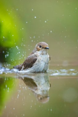 Avrupa 'da bir sinekkapan kuşu olan Ficedula hypoleuca' nın, bir dala tüneyerek baharda üreme mevsiminde yeşil bir ormanda şarkı söylemesi.