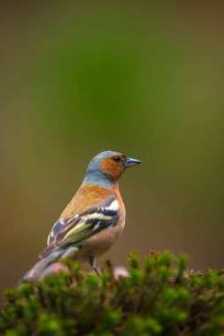 Closeup of a male chaffinch, Fringilla coelebs, singing on a tree in a green forest. clipart