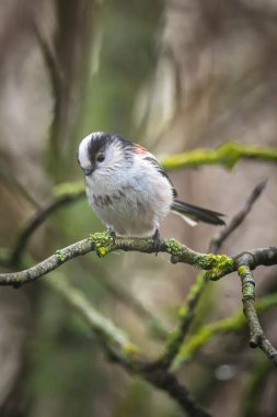 Bir uzun kuyruklu baştankara veya bushtit, uzun kuyruklu Bayağı uzunkuyruk, bir ormanda yiyecek arama sırasında sonbahar kuş closeup. Kısa, güdük bill ve çok uzun, dar bir kuyruklu küçük bir yuvarlak gövdeli baştankara.