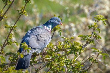 Bahar sezonunda bir ağaçta tünemiş bir ahşap güvercin, Columba palumbus, yakın çekim