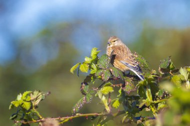 Linnet erkek kuşu Carduelis Cannabina 'nın yakın plan portresi, bahar mevsiminde bir eş arıyor ve sergiliyor. Sabahın erken saatlerinde şarkı söyleyerek. 