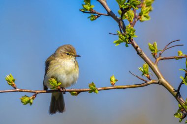 Yaygın bir chiffchaff kuşunun yakın çekimi, Phylloscopus collybita, güzel bir bahar gününde yeşil bir arka planda şarkı söylüyor..