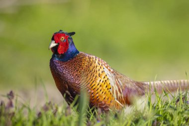 Erkek sülün Phasianus Colchicus yiyecek aramak için bir çim tarlasında yürüyor..