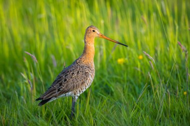 Siyah kuyruklu bir Godwit, Limosa Limosa, öğleden sonra güneşi önündeyken tarlada avazı çıktığı kadar bağıran dalgıç kuşu. Avrupa nüfusunun çoğu Hollanda 'da ürer..