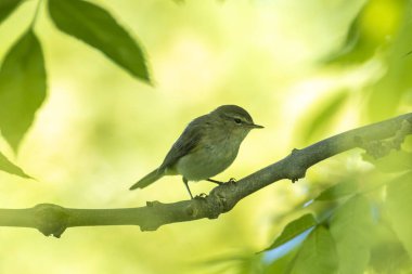 Yaygın bir chiffchaff kuşunun yakın çekimi Phylloscopus collybita, güzel bir yaz akşamında yeşil, canlı bir arka planda yumuşak bir ışık ile şarkı söylüyor..