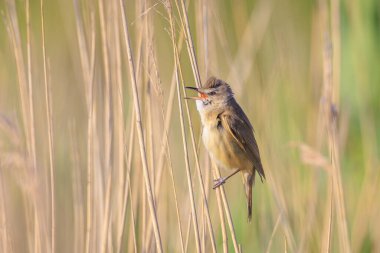 Büyük bir sazlık bülbülü, akrocephalus arundinaceus 'un yakınında, bahar sabahının erken saatlerinde sazlıklarda öten kuş.