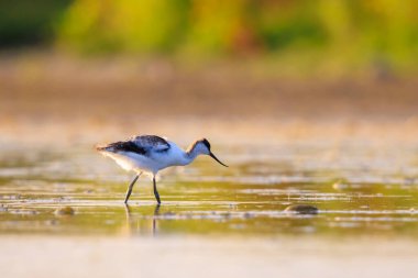 Pied Avocet Recurvirostra avosetta wader kuşu suda toyluk arıyor.