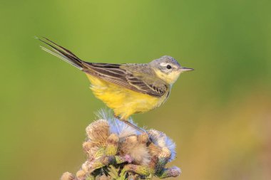 Güneşli bir yaz günü bitkisel hayatta şarkı söyleyen sarı kuyruklu batılı Motacilla kuşunun yakın çekimi.