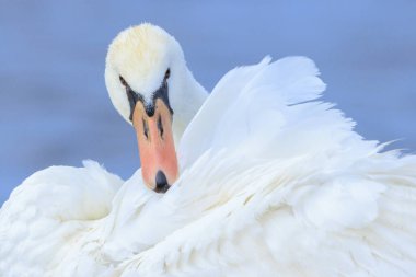 Dilsiz bir kuğunun, Cygnus renginin, havanın ve temizliğin yakın çekimi