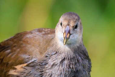 Genç bir ortak moorhen, su yüzeyine bir su birikintisi içinde yüzmeye Gallinula chloropus close-up. Arka planı yeşildir, seçici odak kullanılır.