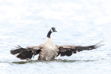 Canadian goose, Branta canadensis, cleaning, preening and splashing in the water, cleaning his feathers and plumage.. clipart