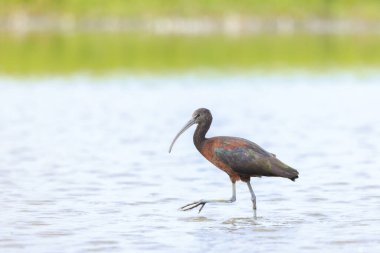 Glossy Ibis, Plegadis Falcinellus 'a yakın, suda tüy arayan balıkçı kuşu.