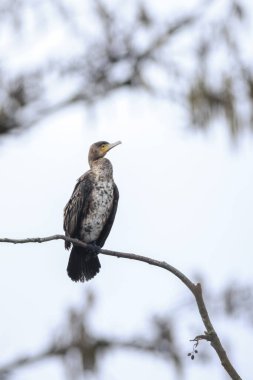 Siyah karabatak, Phalacrocorax karbonhidrat, ağaçta kanatlarını kurutur. Bu bir karabatak için karakteristik bir davranış.