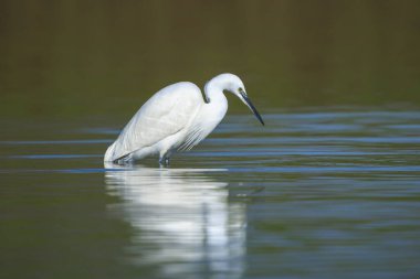 Küçük bir balıkçıl, Egretta Garzetta, balık tutma.