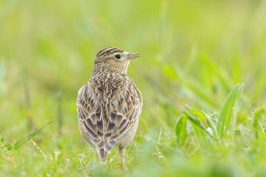 Avrasya tarla kuşu, Alauda arvensis, parlak güneş ışığında yürüyen bir çayırda.