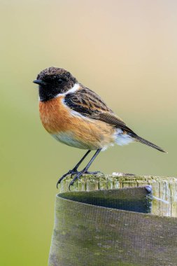 Stonechat, Saxicola rubicola, sabah güneşinde şarkı söyleyen erkek kuş.