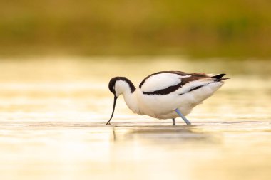 Pied Avocet, Recurvirostra avosetta 'nın yakın plan görüntüsü.