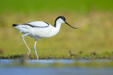 Pied Avocet, Recurvirostra avosetta 'nın yakın plan görüntüsü.