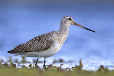 Çubuk kuyruklu bir Godwit, Limosa Lapponica, çayırlarda avlanan ve poz veren balıkçı kuşları.