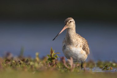 Çubuk kuyruklu bir Godwit, Limosa Lapponica, çayırlarda avlanan ve poz veren balıkçı kuşları.