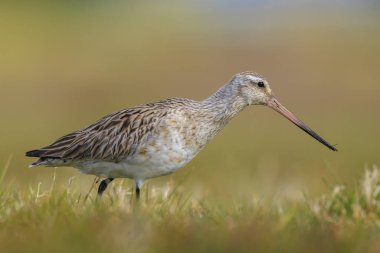 Çubuk kuyruklu bir Godwit, Limosa Lapponica, çayırlarda avlanan ve poz veren balıkçı kuşları.