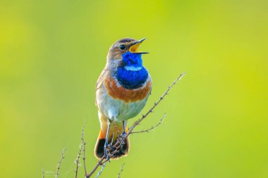 A blue-throat male bird, Luscinia svecica cyanecula, singing to attract a female during breeding season in Springtime clipart
