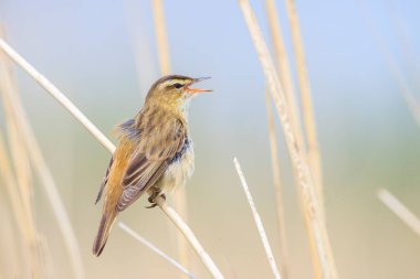 Sedge Warbler kuşuna yakın olan Acrocephalus schoenobaenus üreme mevsiminde bir dişiyi cezbetmek için şarkı söyler.