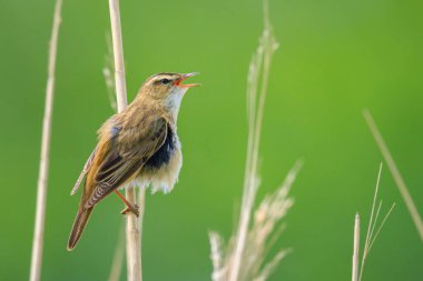 Sedge Warbler kuşuna yakın olan Acrocephalus schoenobaenus üreme mevsiminde bir dişiyi cezbetmek için şarkı söyler.