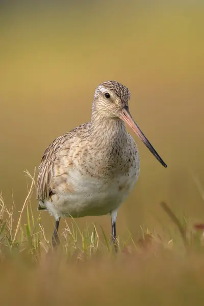 stock image A Bar-tailed Godwit, Limosa lapponica, wader bird foraging and posing in grassland