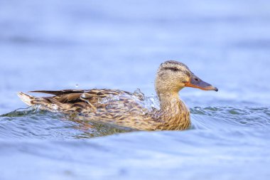 Erkek yaban ördeği dişisi, Anas platyrhynchos, kameraya doğru yüzüyor..