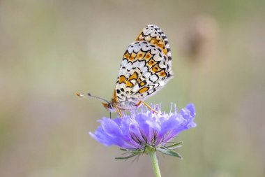 Glanville Fritillary 'e yakın çekim, melitaea cinxia, çayırda çiftleşen kelebek
