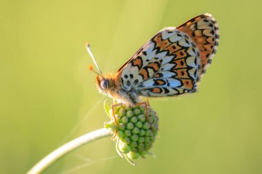 Glanville Fritillary 'e yakın çekim, melitaea cinxia, çayırda çiftleşen kelebek