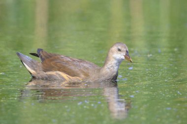 Genç bir ortak moorhen, su yüzeyine bir su birikintisi içinde yüzmeye Gallinula chloropus close-up. Arka planı yeşildir, seçici odak kullanılır.