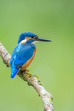 Kingfisher, Alcedo 'ya yakın çekim. Baharın erken saatlerinde gün ışığında bir dalın üzerine tünemiş yiyecek ve balık avlıyordu. Arkaplan yeşil, seçici odak kullanılır.