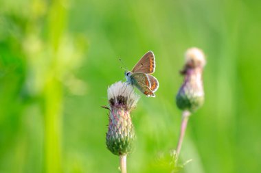 Kahverengi argus kelebeğini kapat, Aricia agestis, çiçek tarlasında tozlaşıyor. Üst görünüm, açık kanatlar