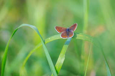 Kahverengi argus kelebeğini kapat, Aricia agestis, çiçek tarlasında tozlaşıyor. Üst görünüm, açık kanatlar