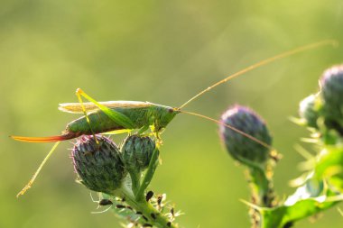 Konosefalus fuskusu, uzun kanatlı koni başlı çayırda dinlenen cırcır böceği.